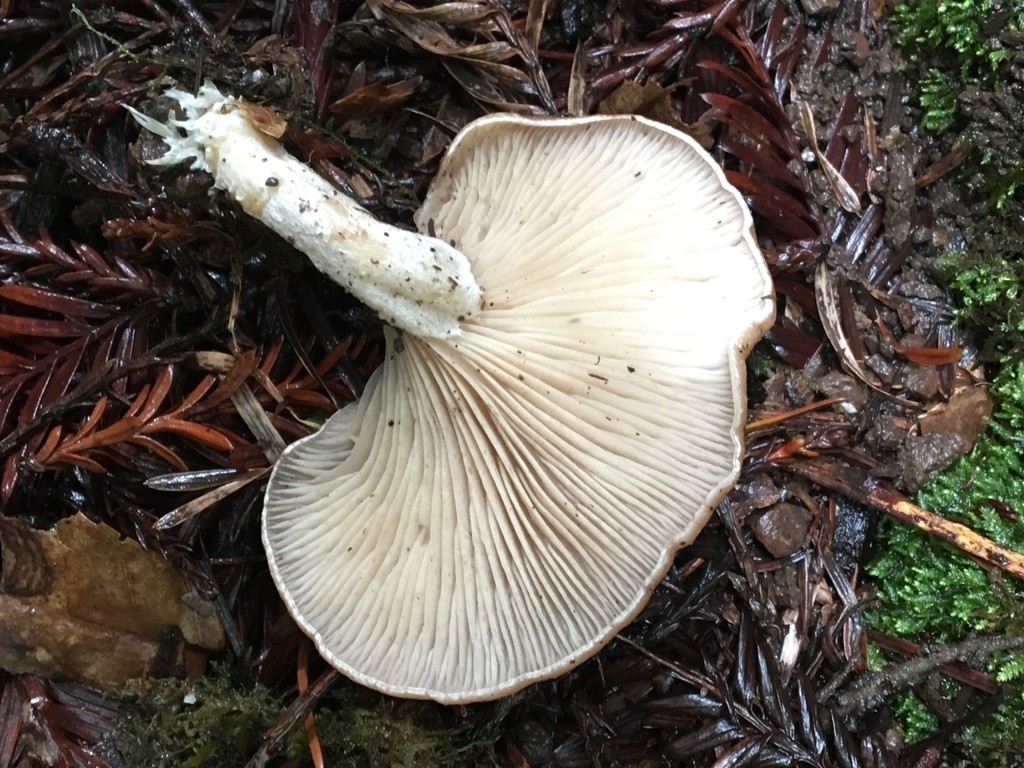担子菌, 担子菌の生活環 – OZDXWE