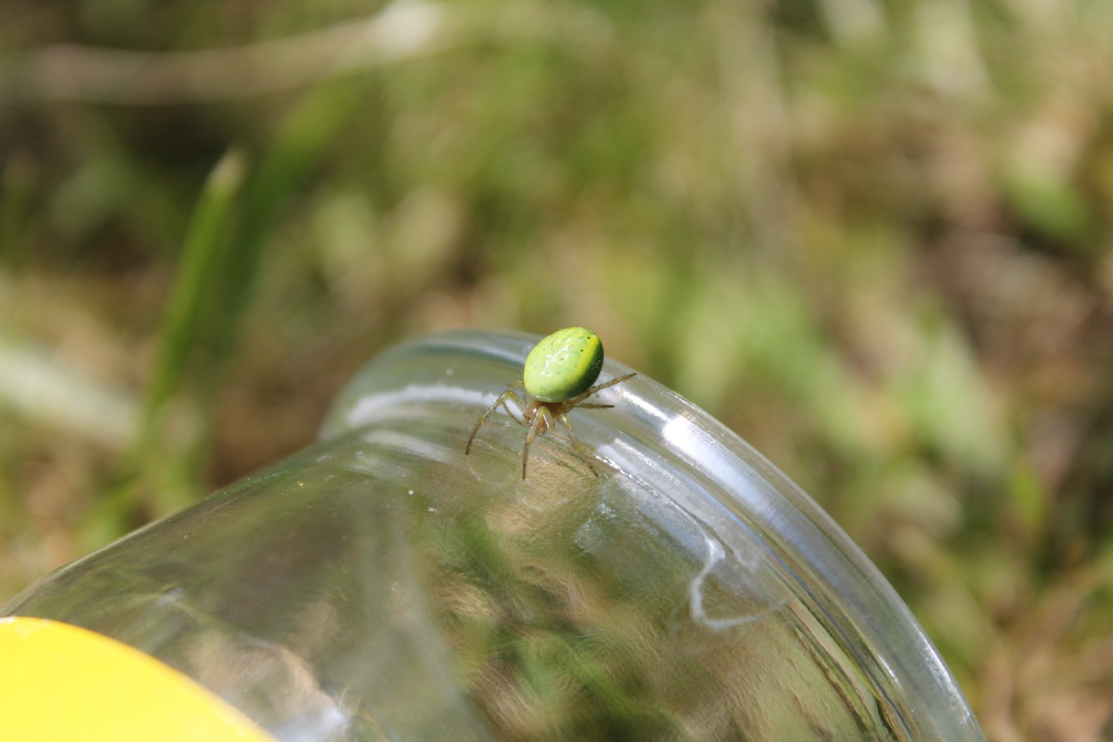 Араниелла тыквообразная (Araniella cucurbitina) - Picture Insect