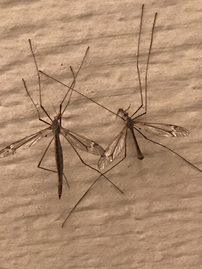 Комары-долгоножки (Tipulidae)