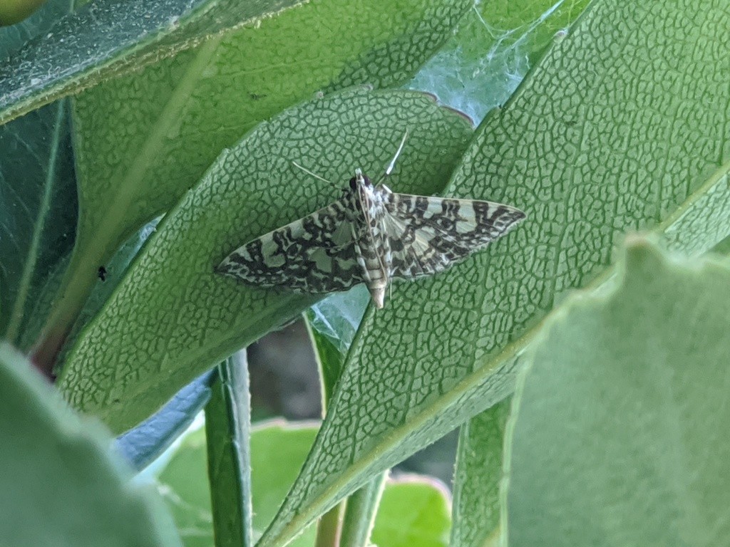 Glyphodes onychinalis