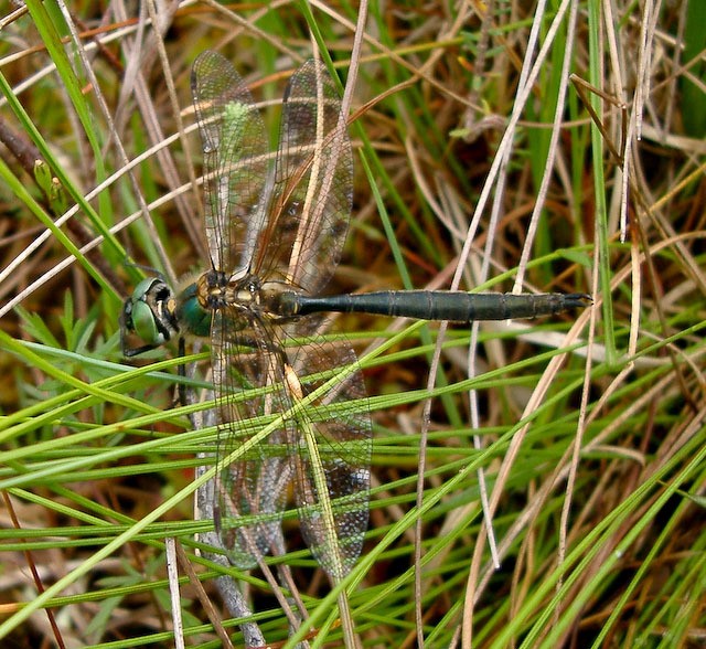 Northern emerald