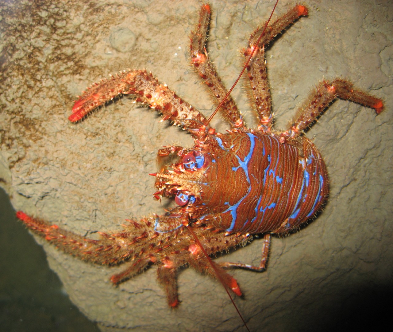 Spiny squat lobster