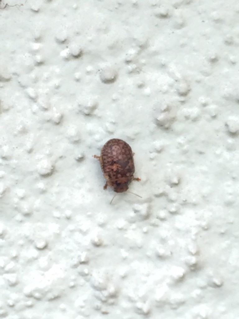 Trachymela (Trachymela)