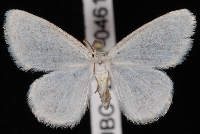 Protitame (Protitame)