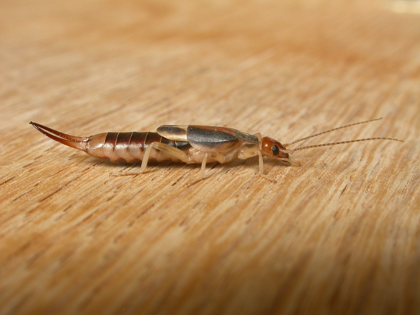 Прибрежная уховёртка (Labidura riparia) - Picture Insect