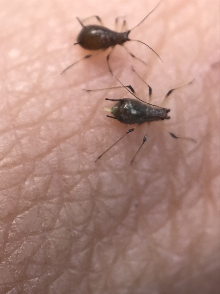 Uroleucon (Uroleucon)