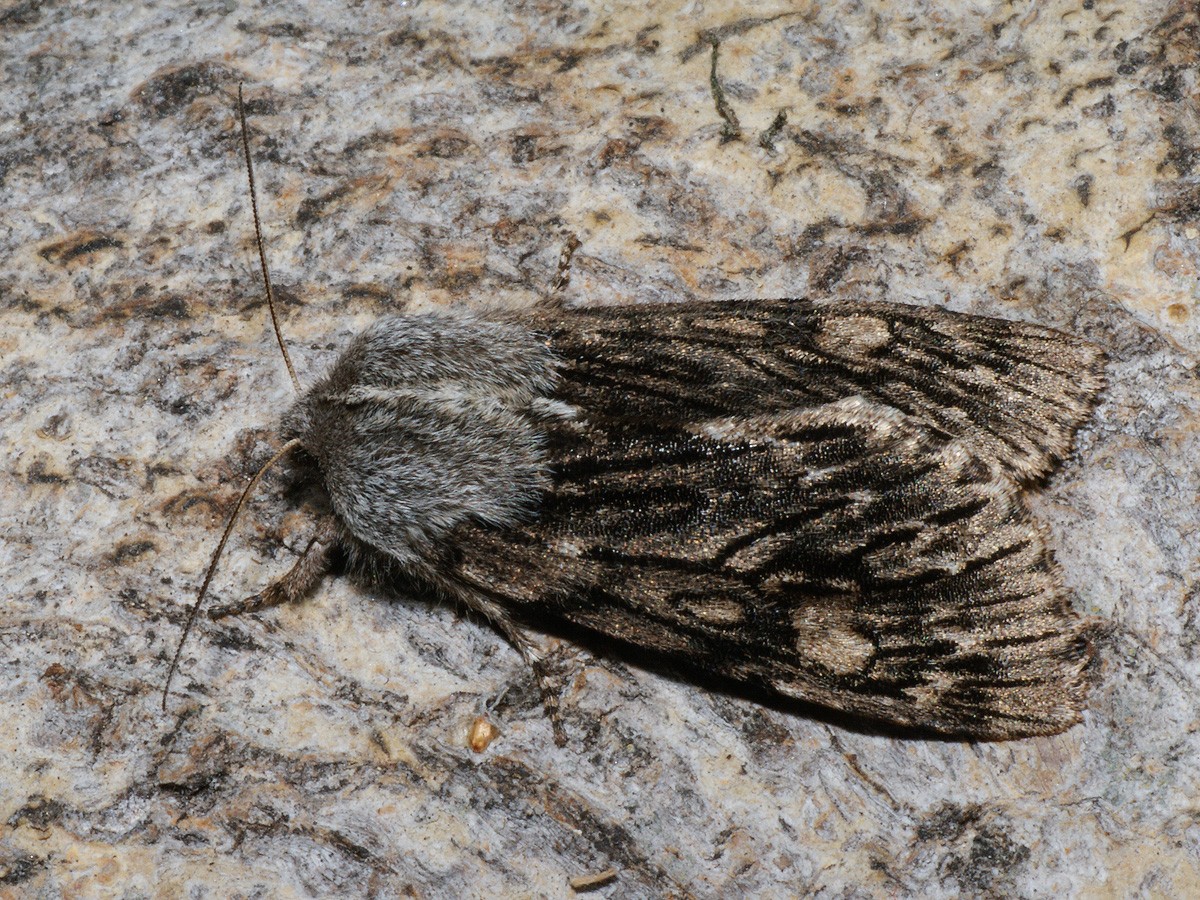 Brachionycha (Brachionycha)