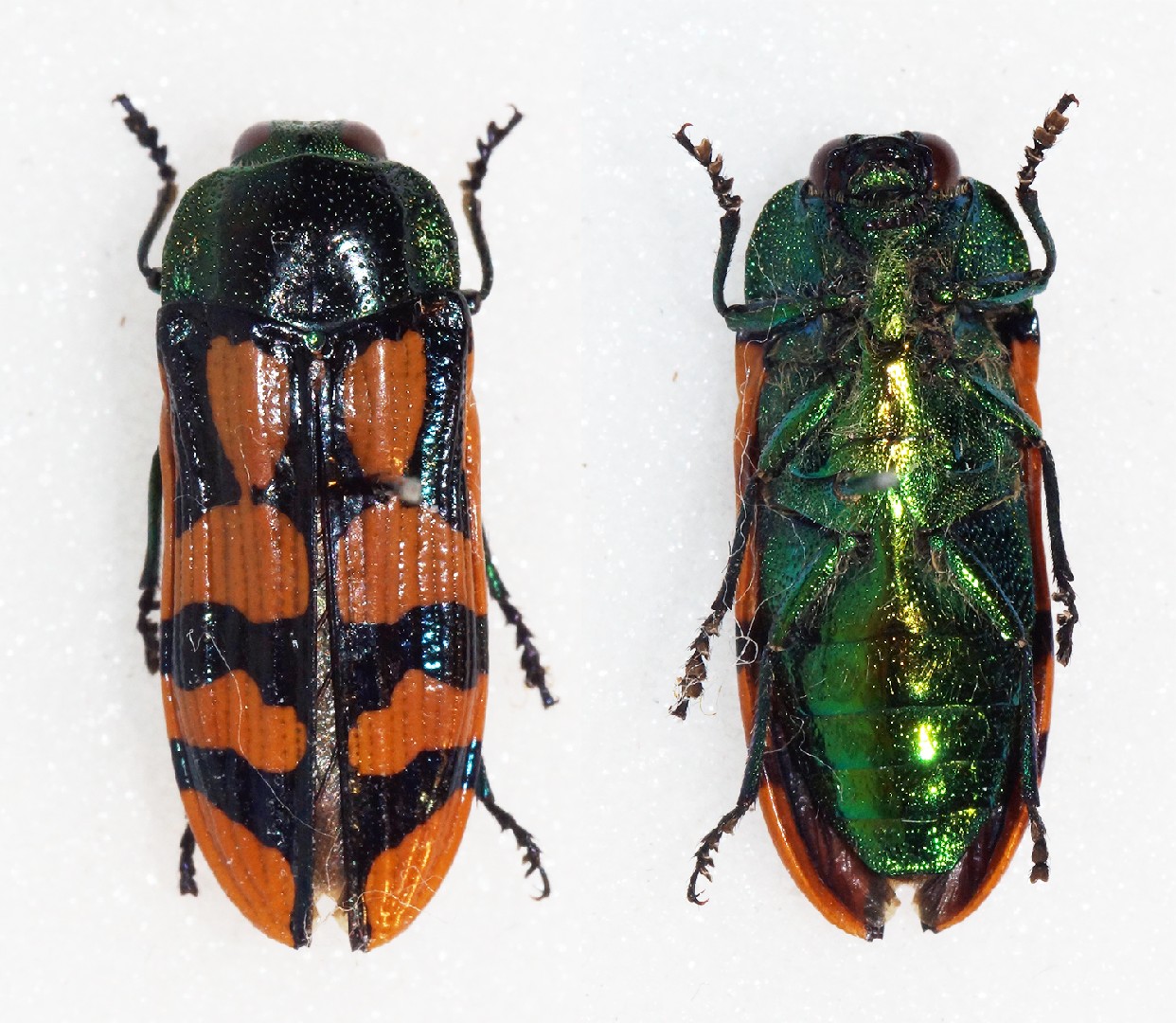 Conognatha viridiventris (Conognatha viridiventris) Picture Insect