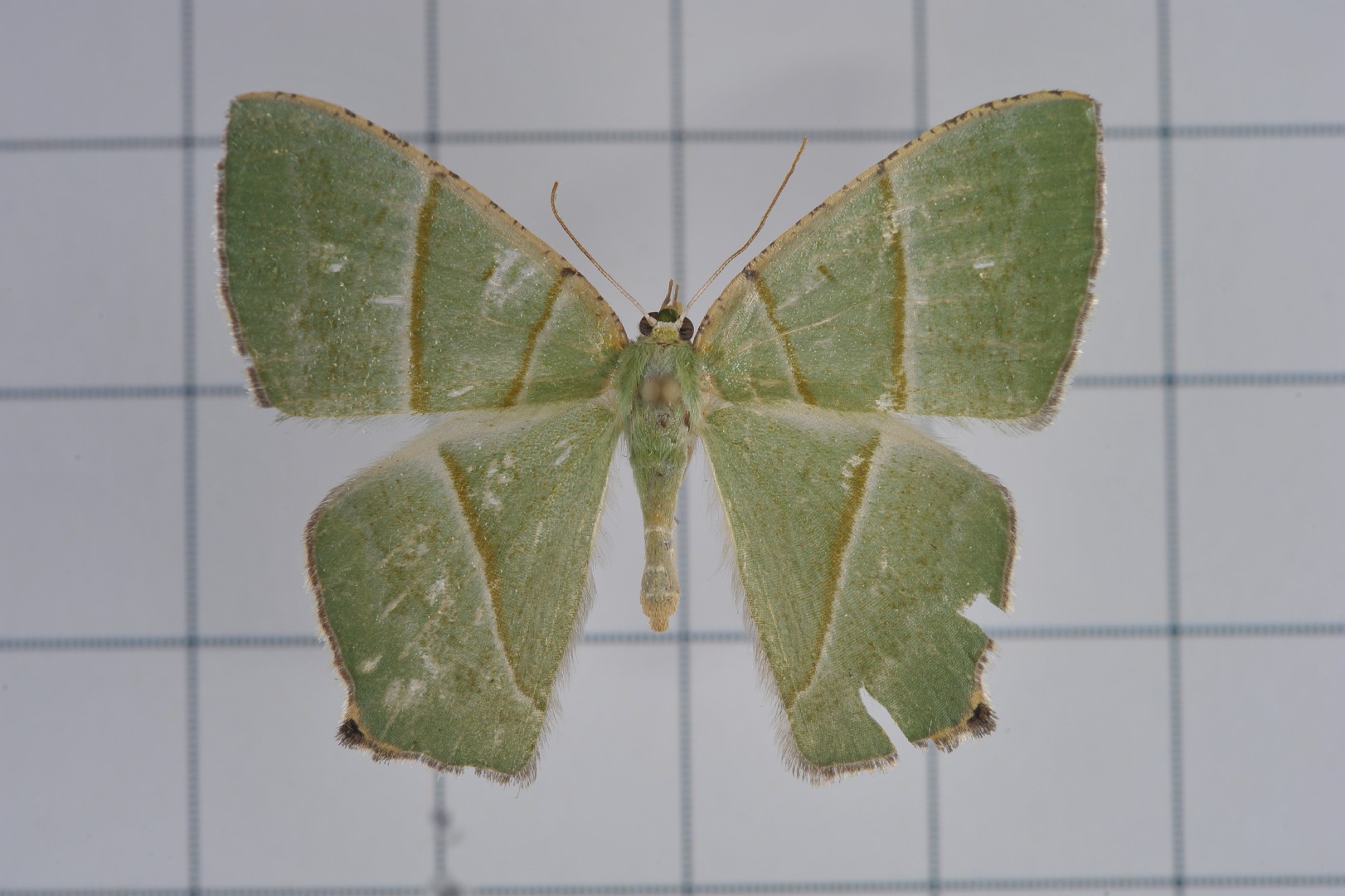Neohipparchus (Neohipparchus)