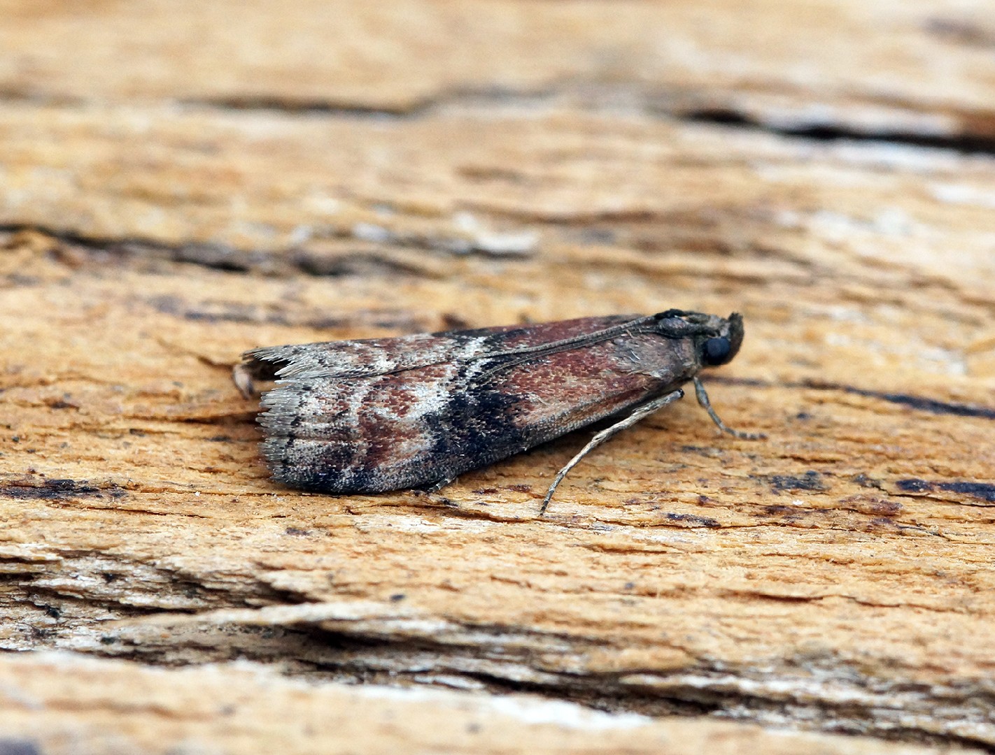 Rhodophaea (Rhodophaea)