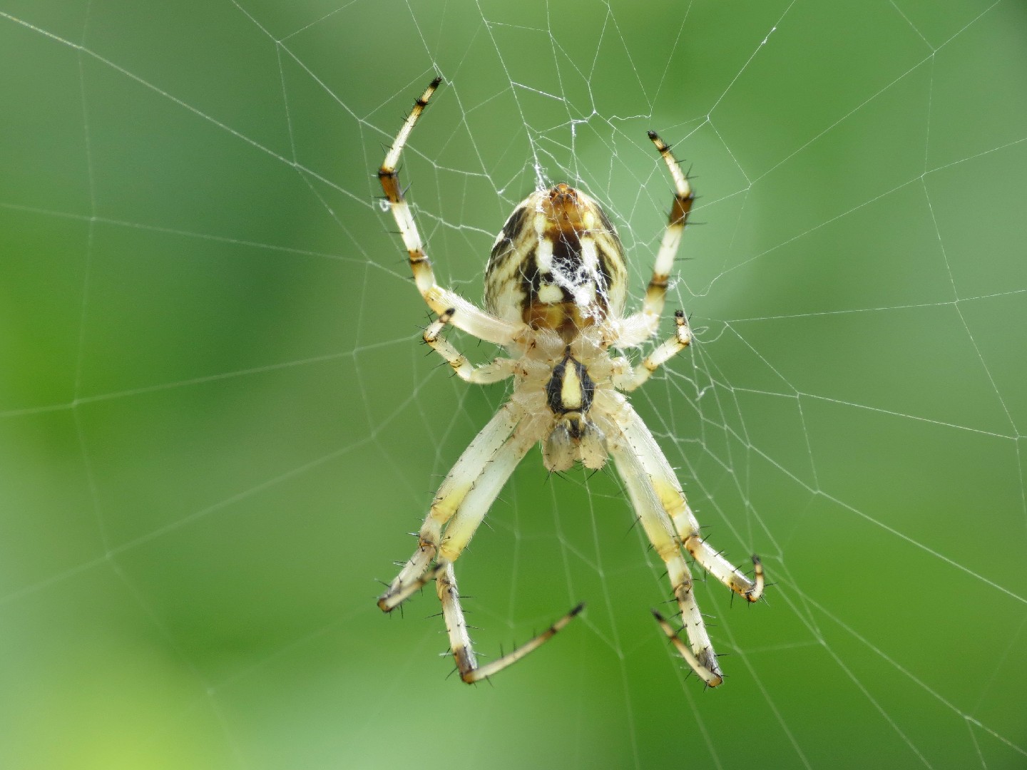 Neoscona oaxacensis (Neoscona oaxacensis) - Picture Insect