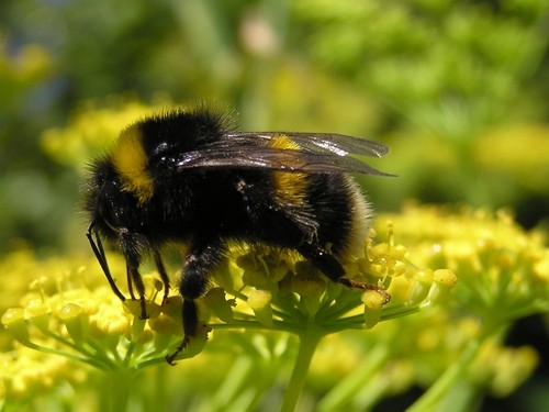 セイヨウオオマルハナバチ（西洋大丸花蜂） (Bombus terrestris