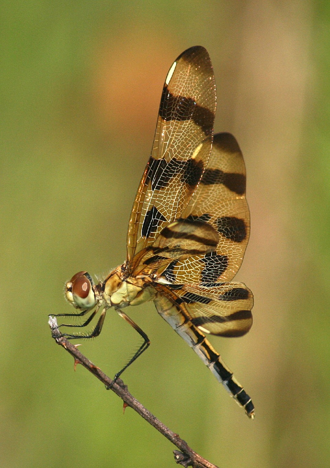 Celithemis eponina (Celithemis eponina) - Picture Insect