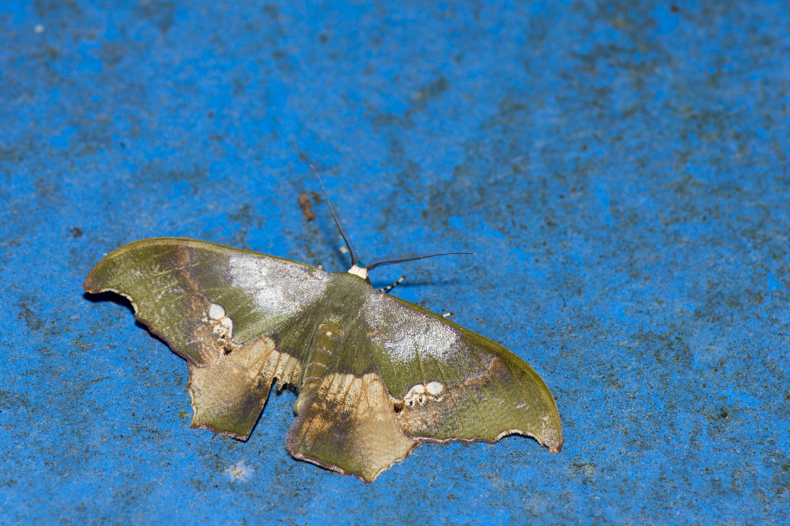 Timandromorpha (Timandromorpha)