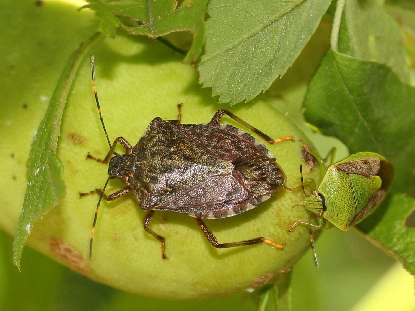 Plautia (Plautia)