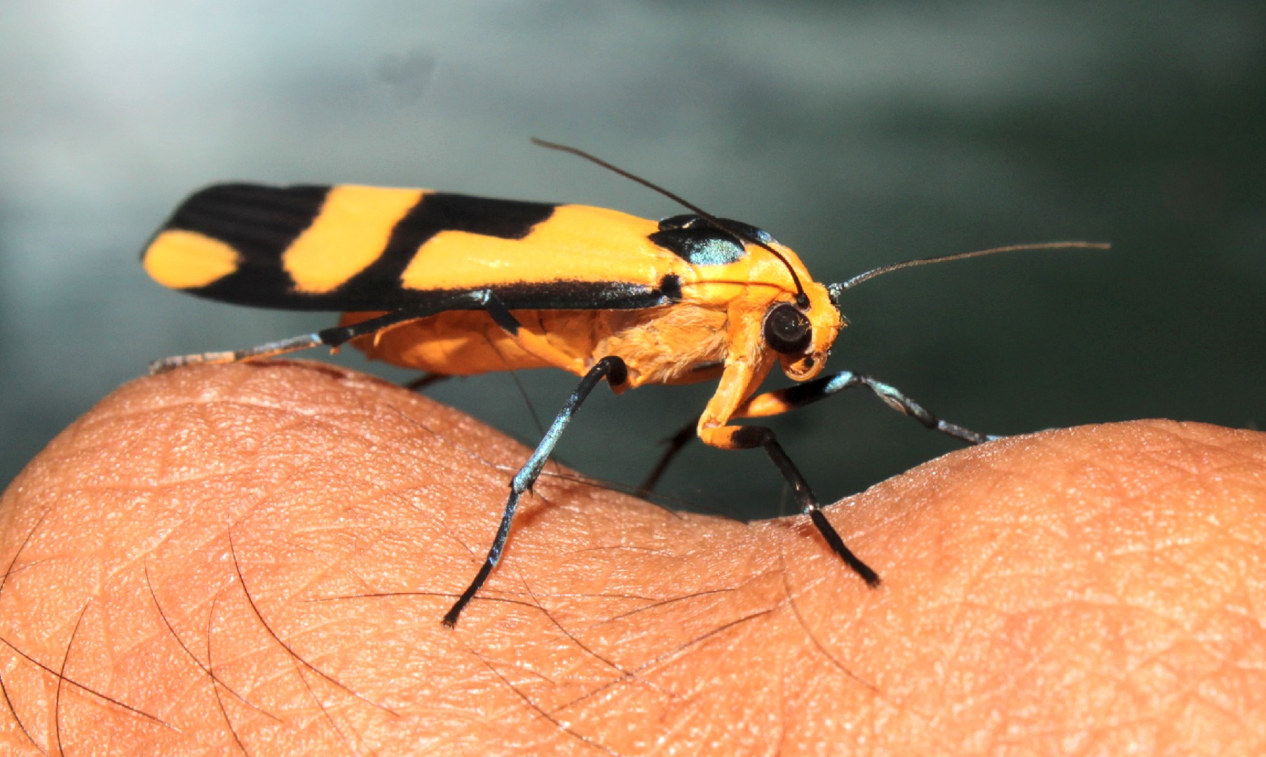 Oeonistis (Oeonistis)