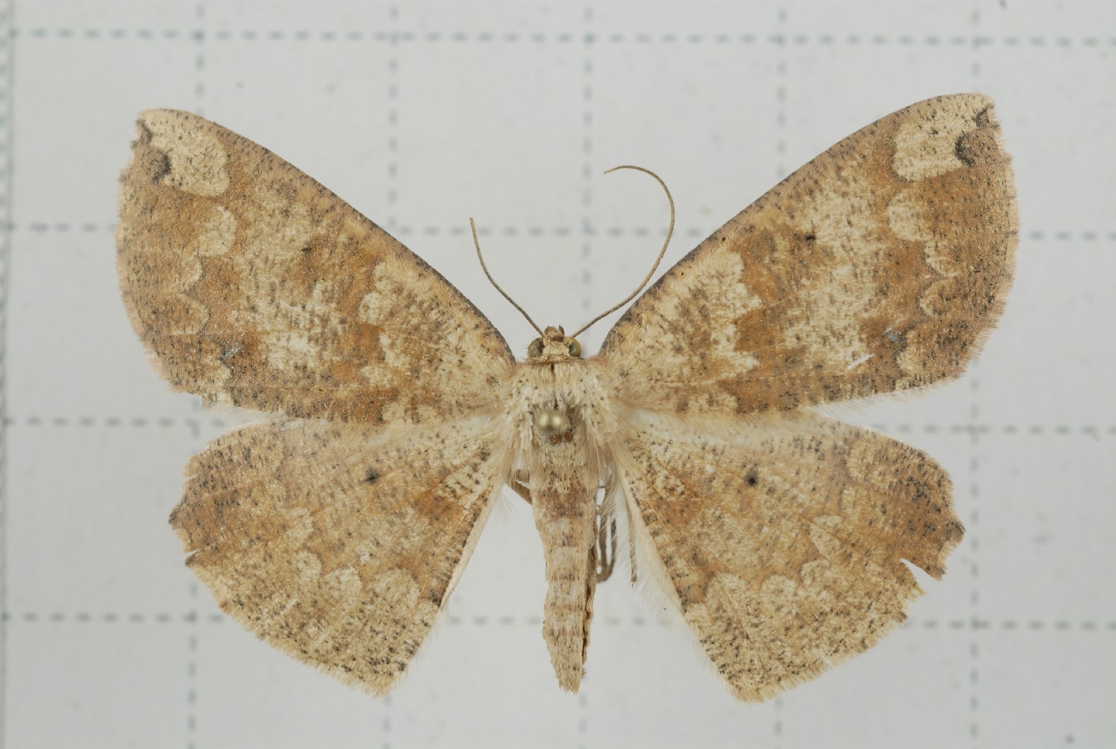 Heterostegania (Heterostegania)