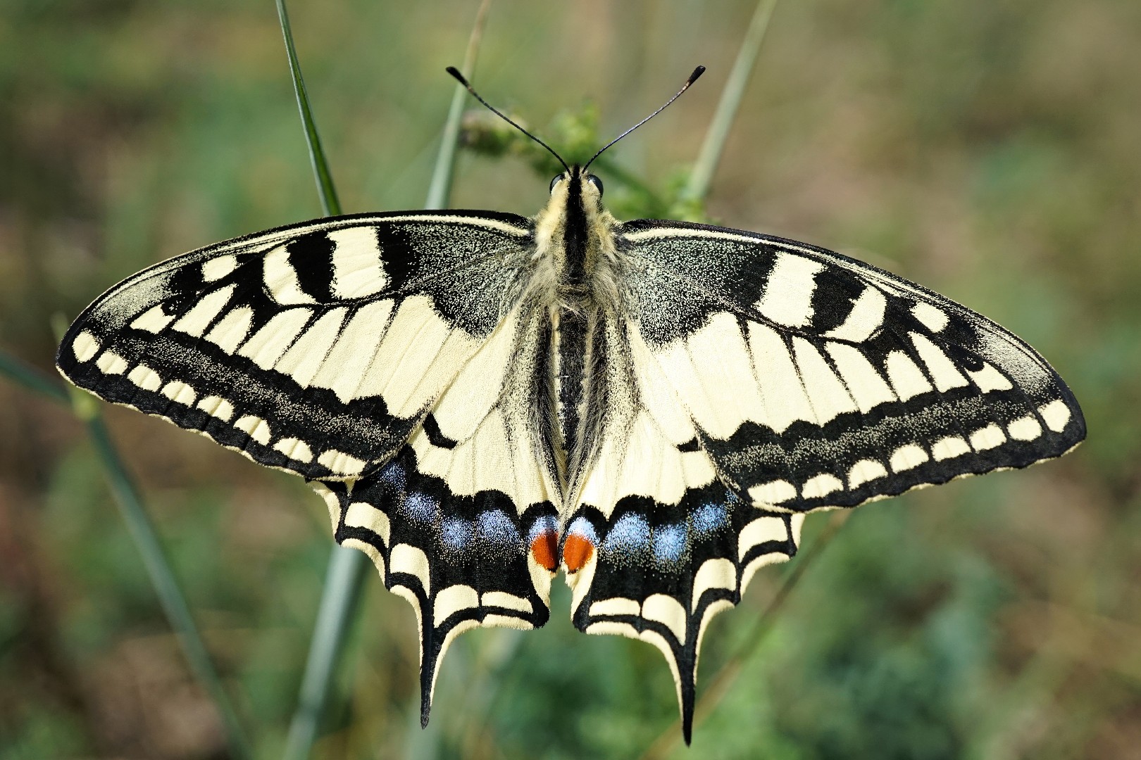 산호랑나비 (Papilio machaon)