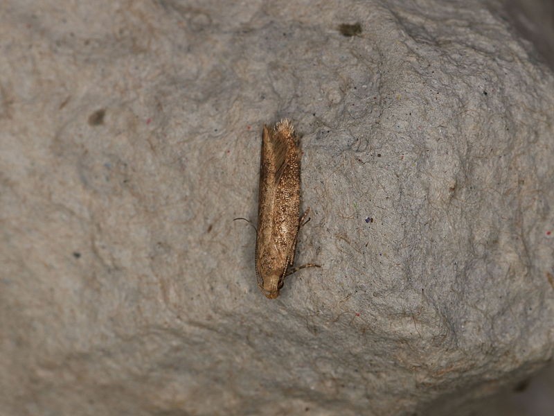 Pexicopia (Pexicopia)