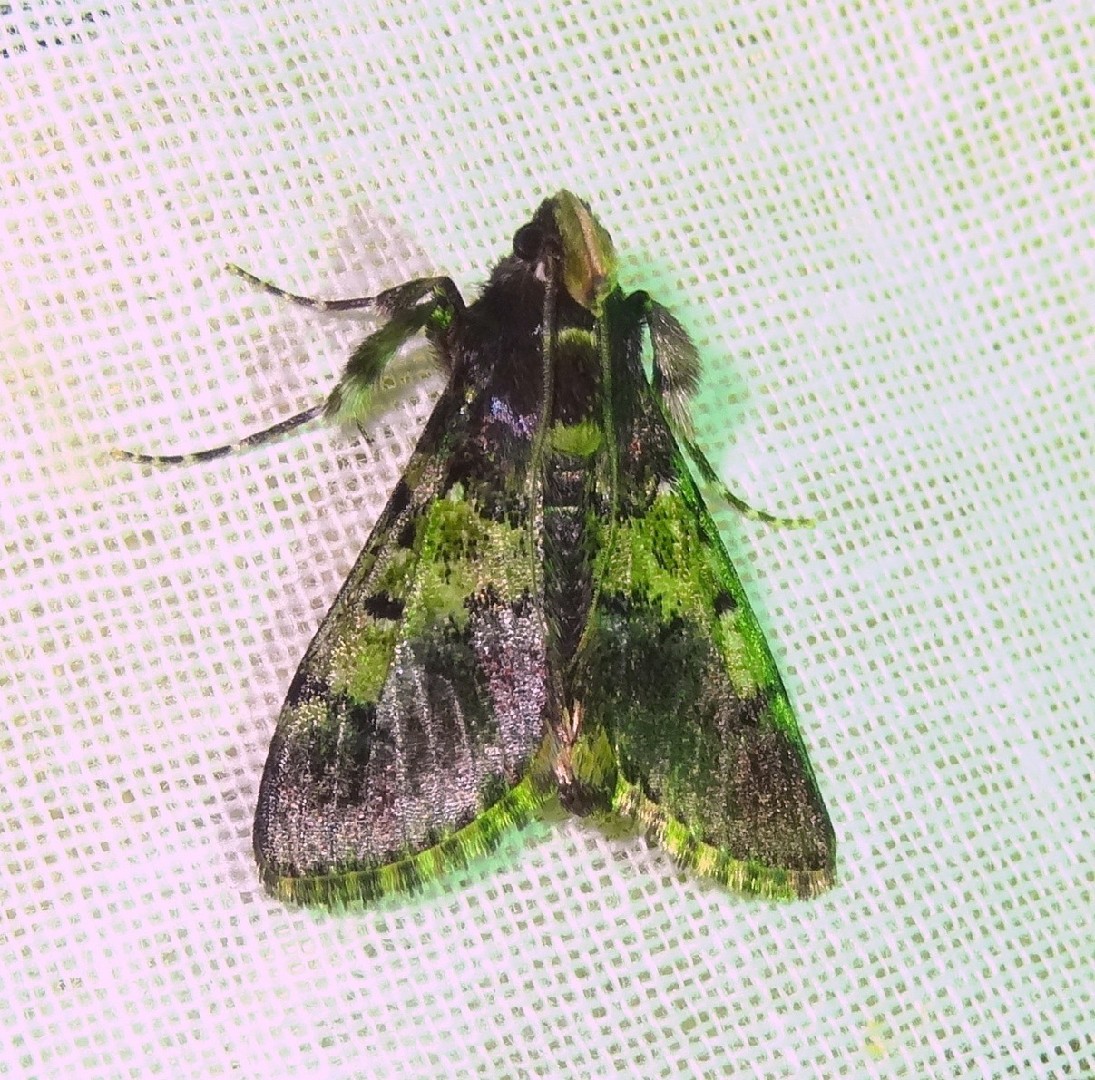 Teliphasa (Teliphasa)