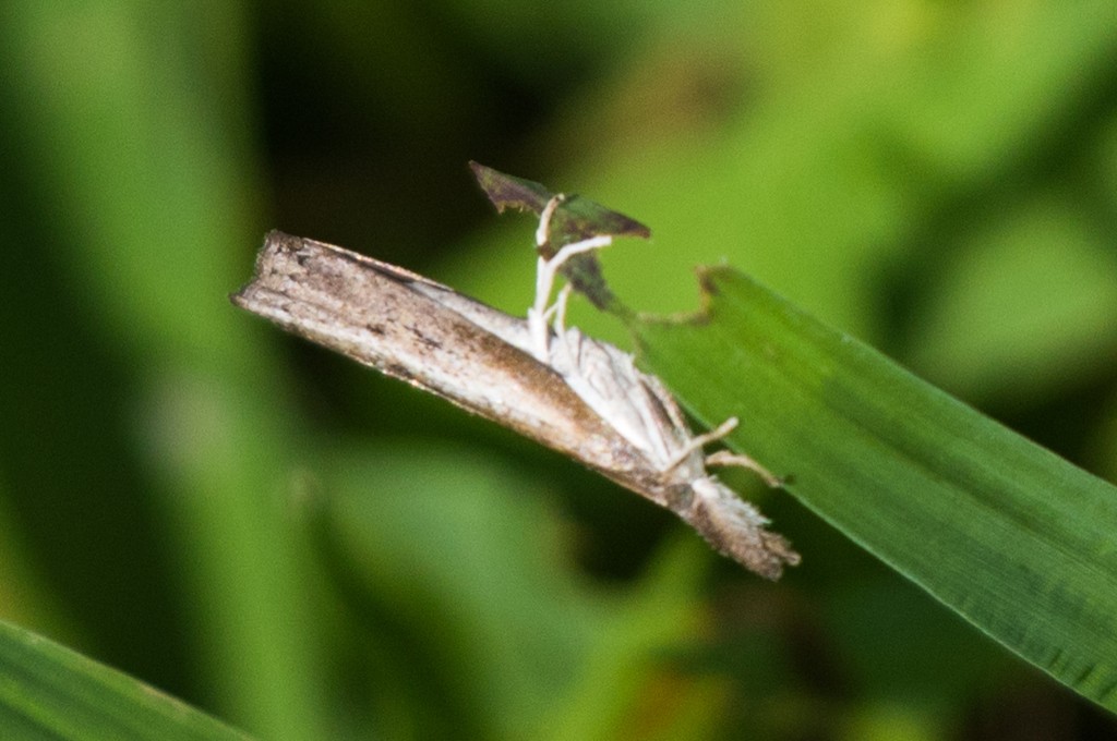 Fissicrambus (Fissicrambus)