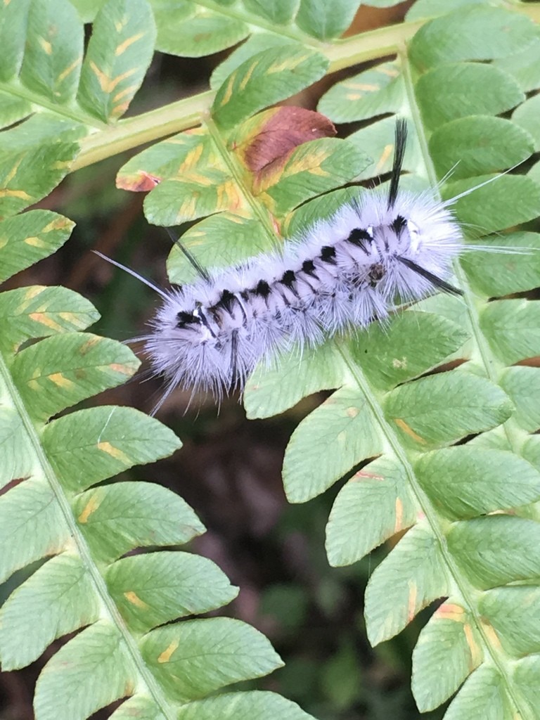 Ich hab' diese Raupe in etwas Brokkoli gefunden, das ich gerade essen  wollte, was ist das für eine Raupe? : r/caterpillars, image size:768x1024