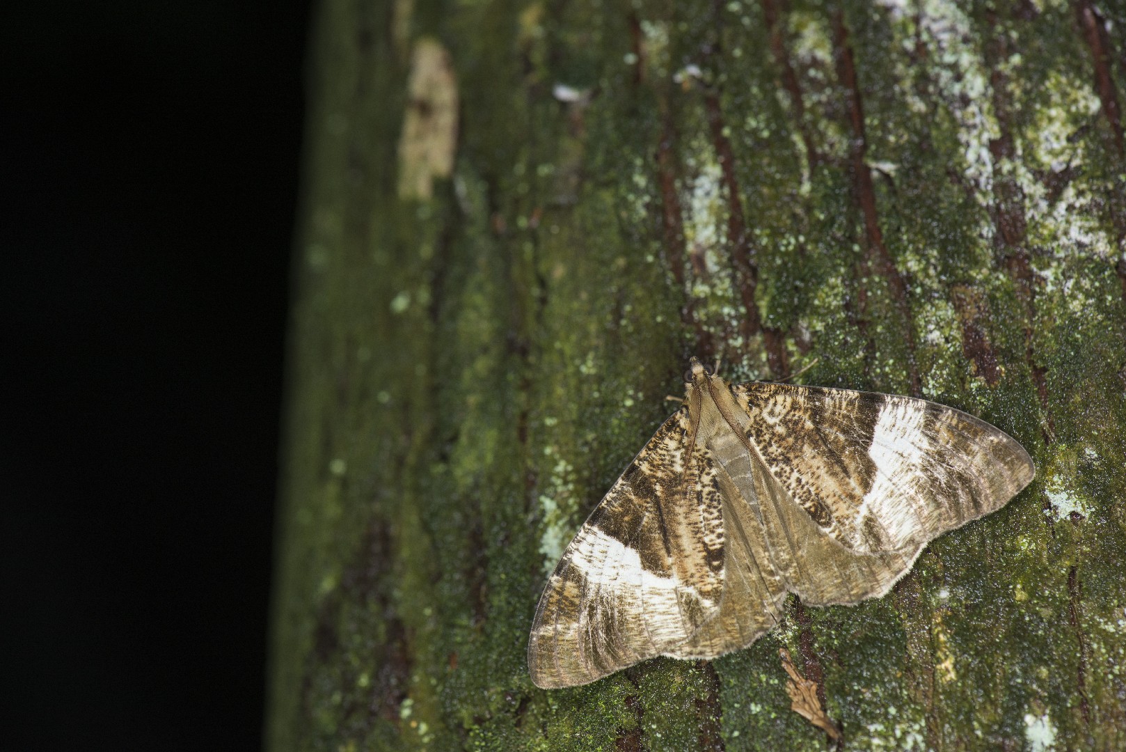 黑尺蛾屬 (Xandrames)