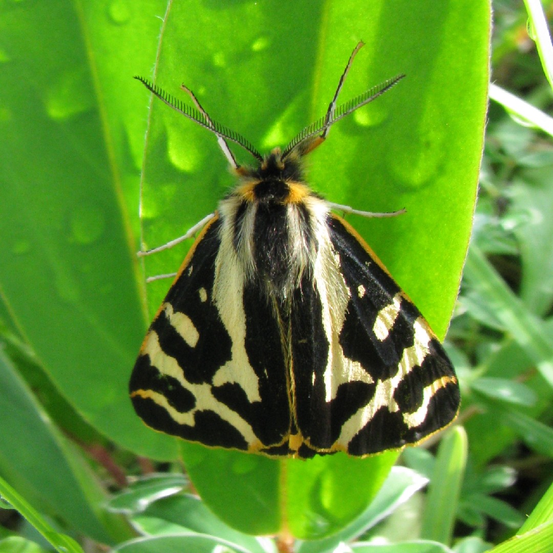 Parasemia (Parasemia)