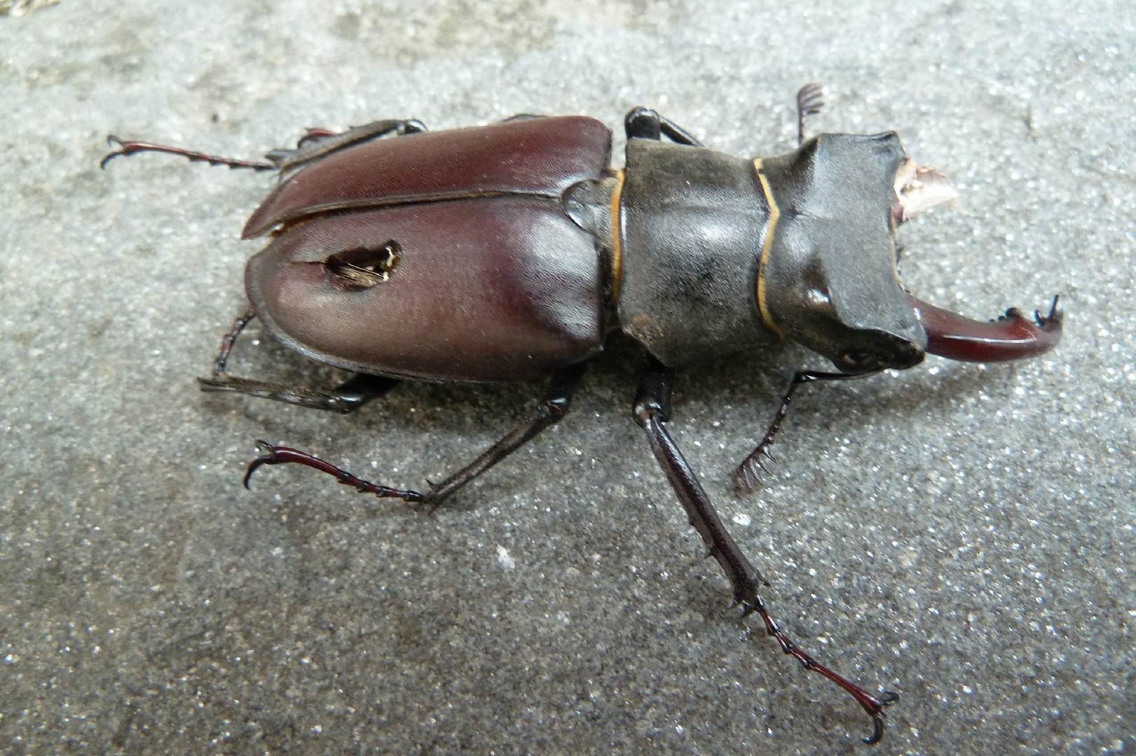 Жук-олень (Lucanus cervus) - Picture Insect