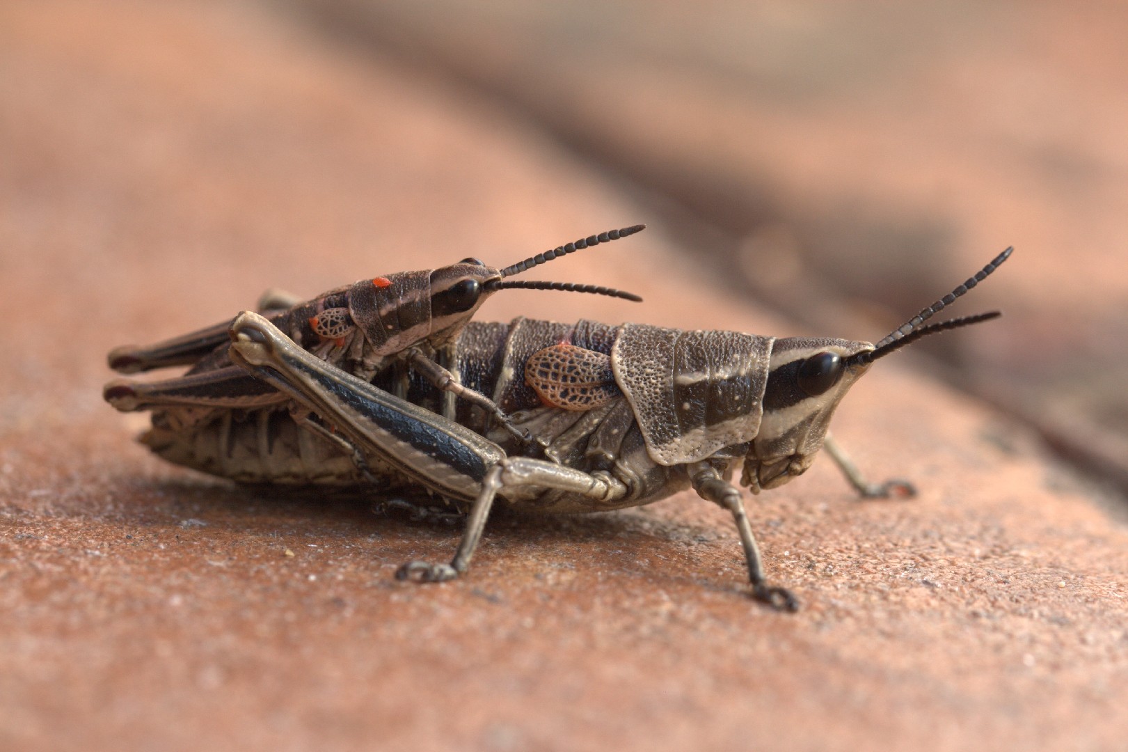 Monistria (Monistria)