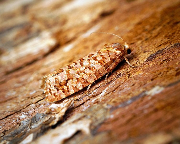 Lozotaeniodes (Lozotaeniodes)