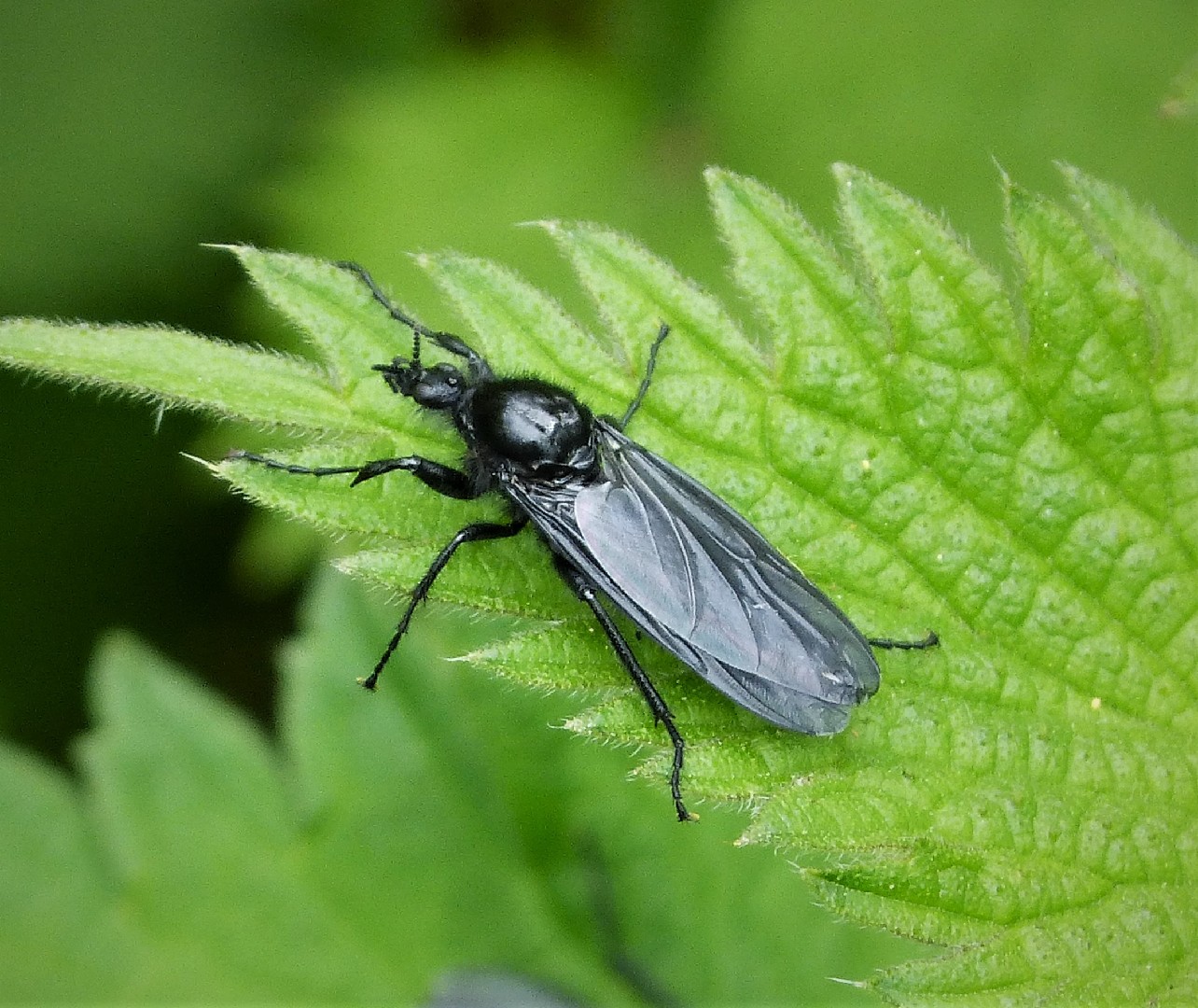 Bibio marci (Bibio marci) - Picture Insect