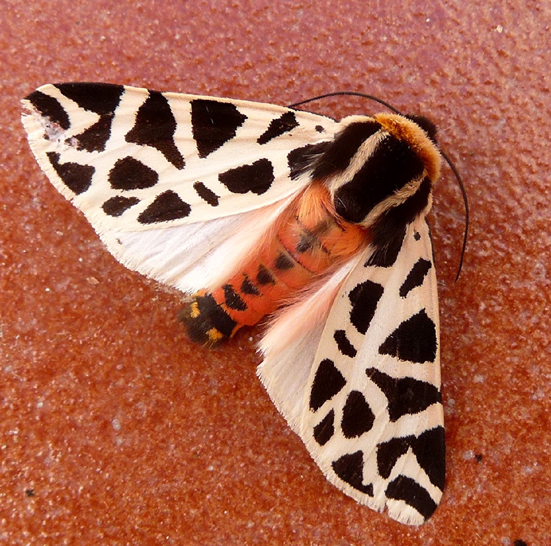 Cymbalophora (Cymbalophora)