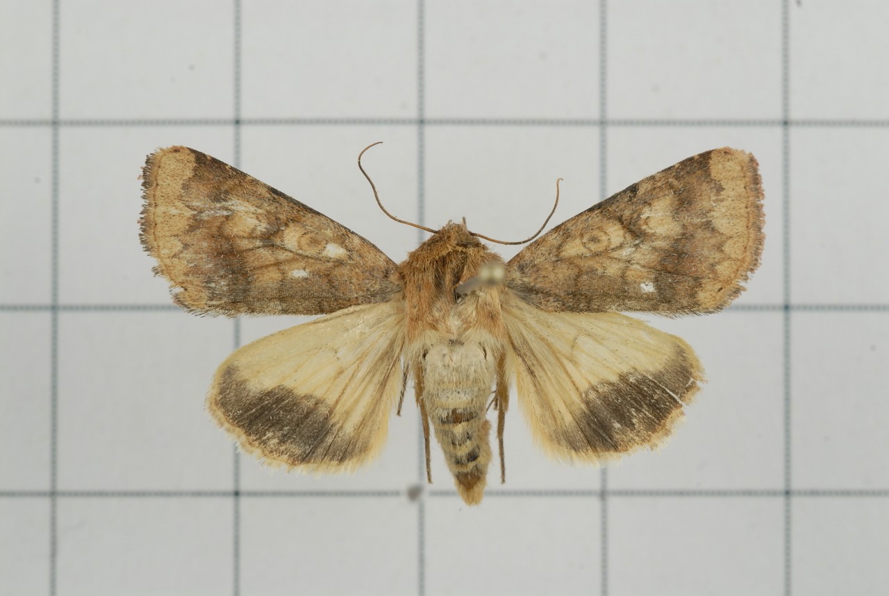 Helicoverpa punctigera - Wikipedia