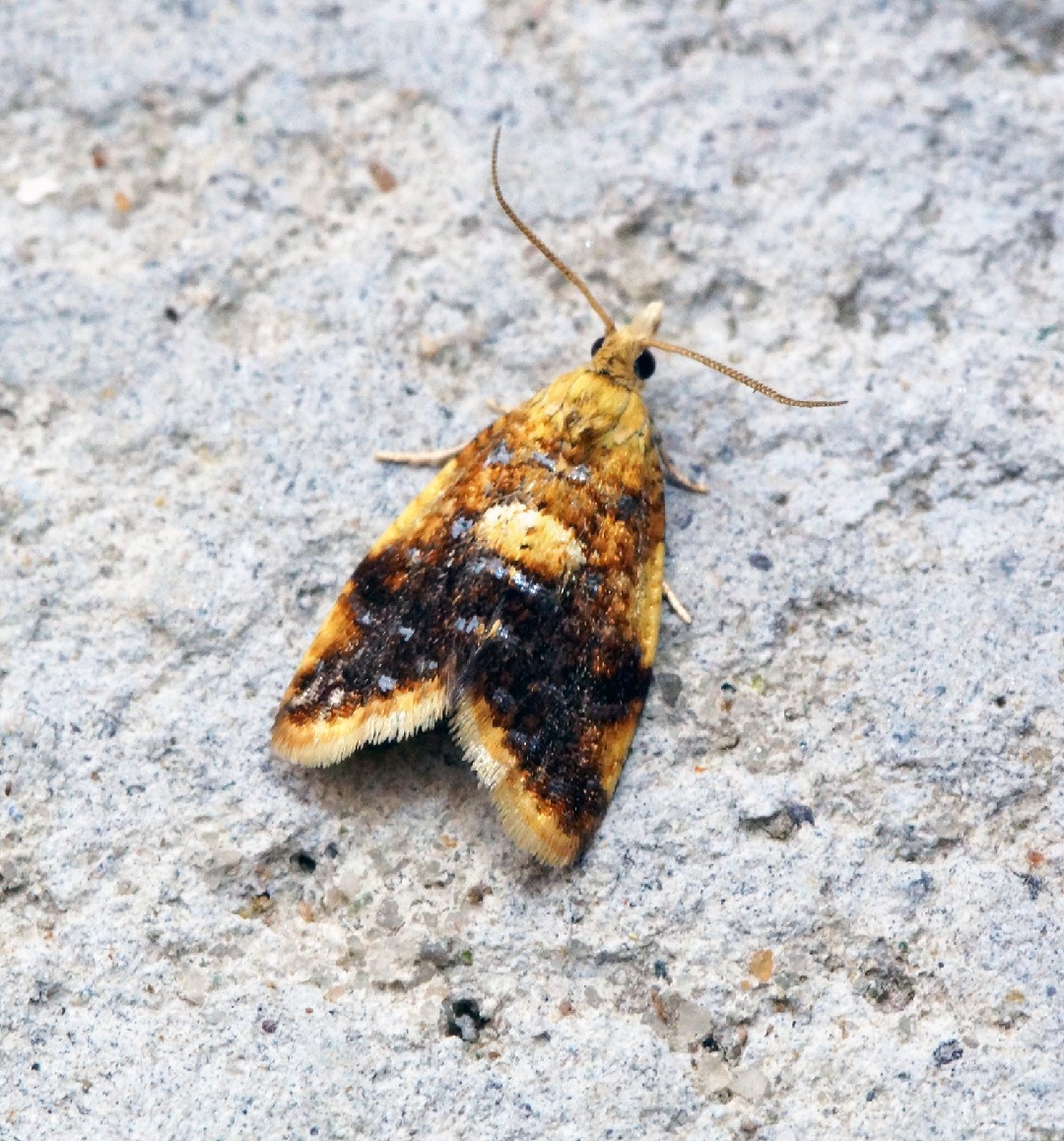 Pseudargyrotoza (Pseudargyrotoza)