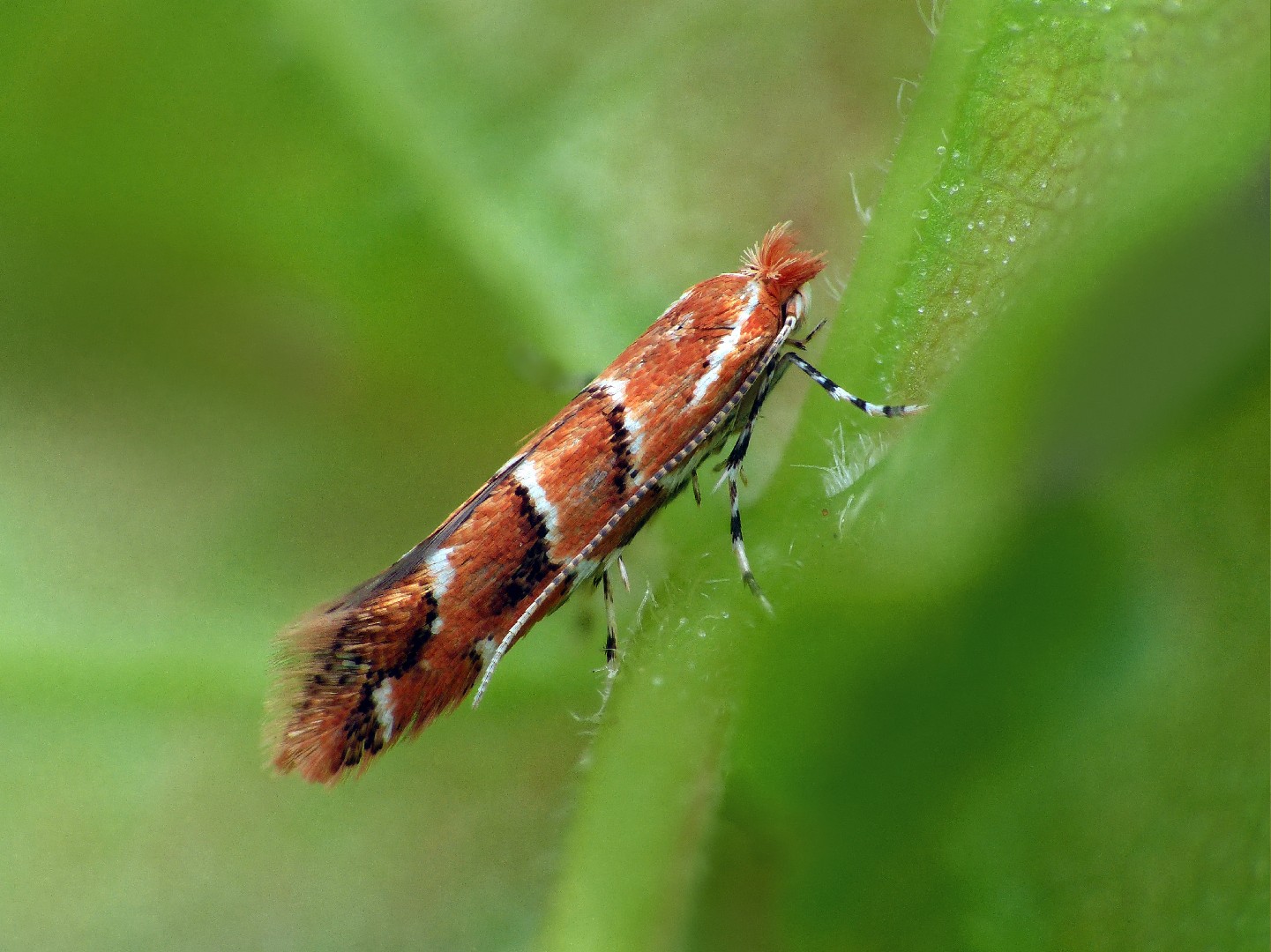 Каштановая минирующая моль (Cameraria ohridella) - Picture Insect