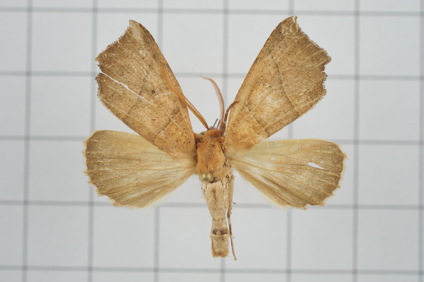 Goniocraspidum (Goniocraspidum)