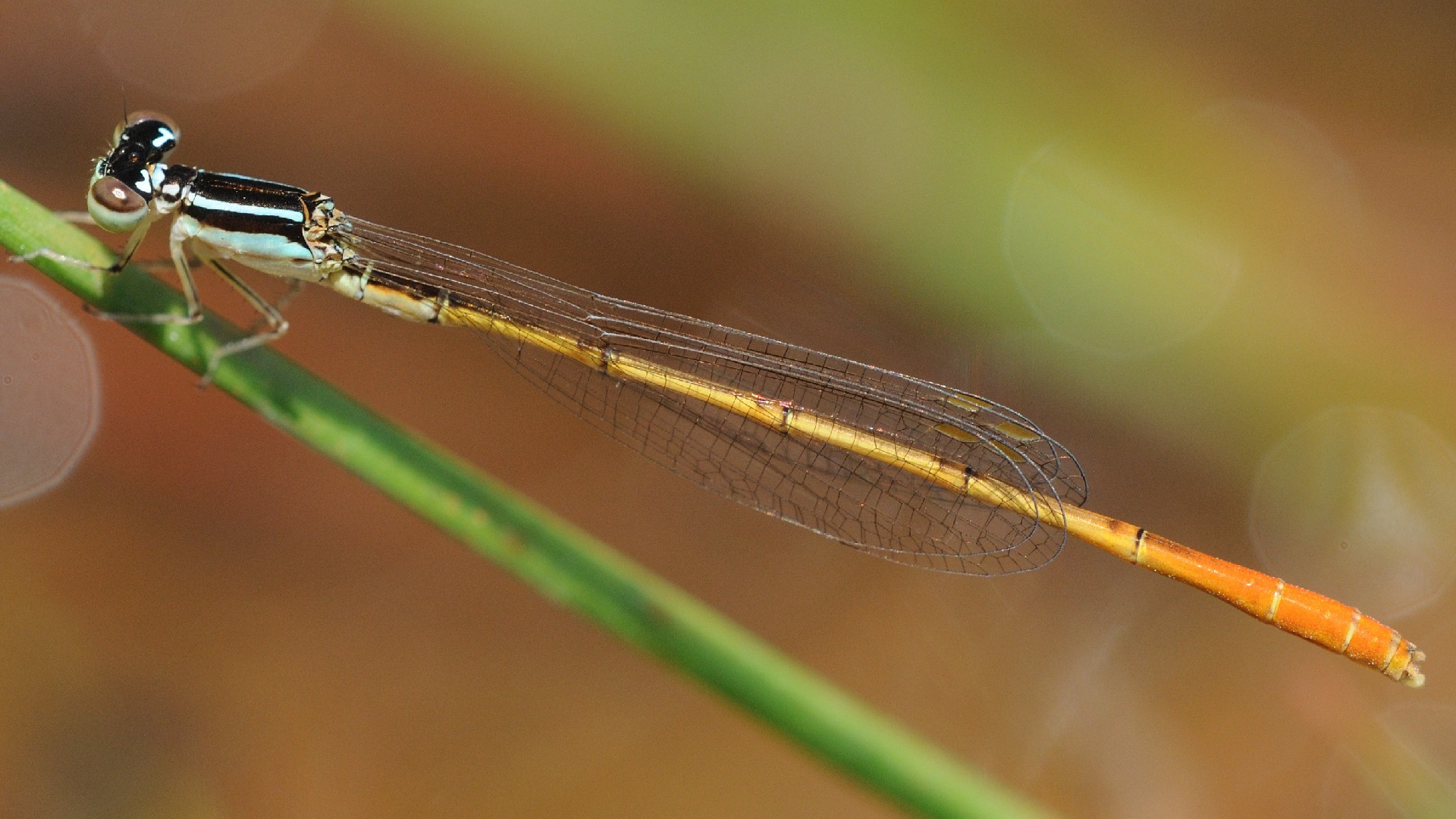 Mortonagrion (Mortonagrion)