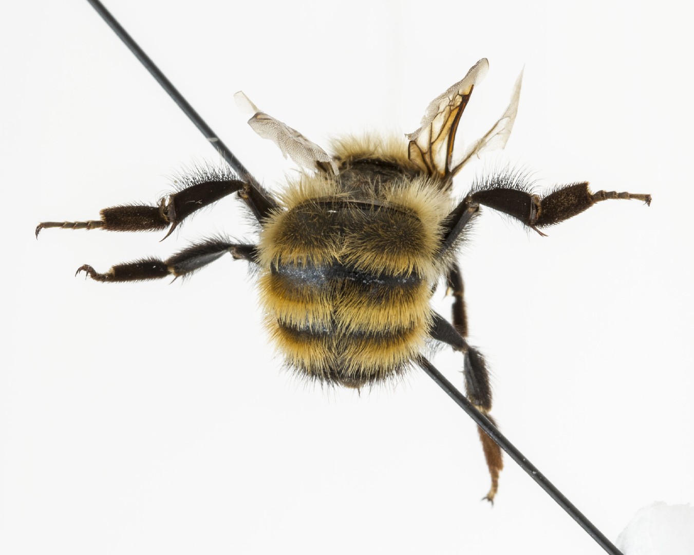 Bombus pensylvanicus - Wikipedia