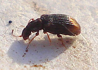 Cartodere (Cartodere)