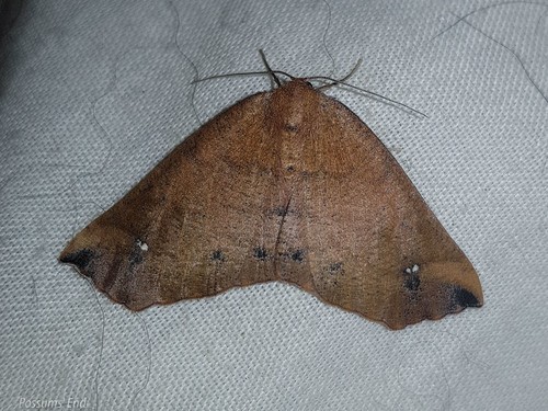 Xyridacma (Xyridacma)