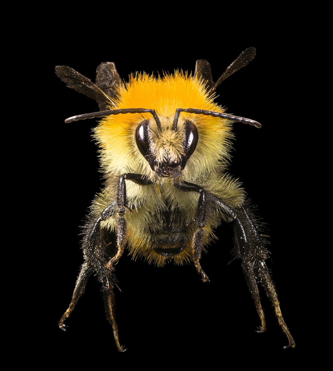 Шмель полевой (Bombus pascuorum) - Picture Insect