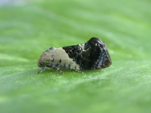 Hypertropha (Hypertropha)