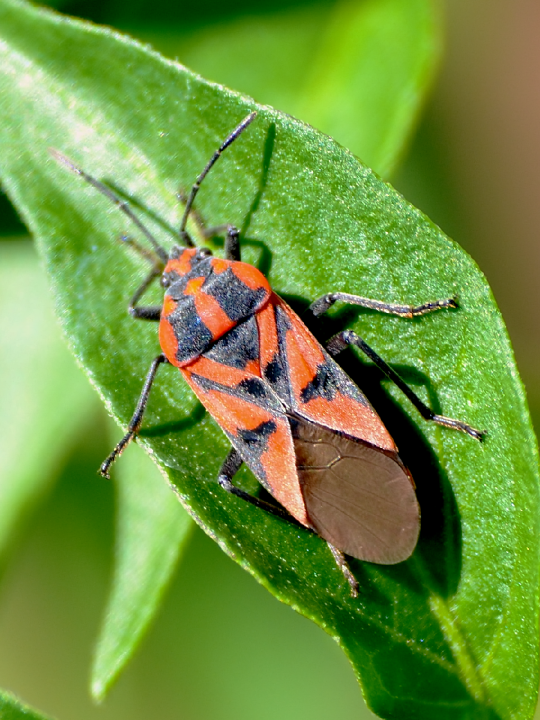 Spilostethus furculus (Spilostethus furculus) - Picture Insect