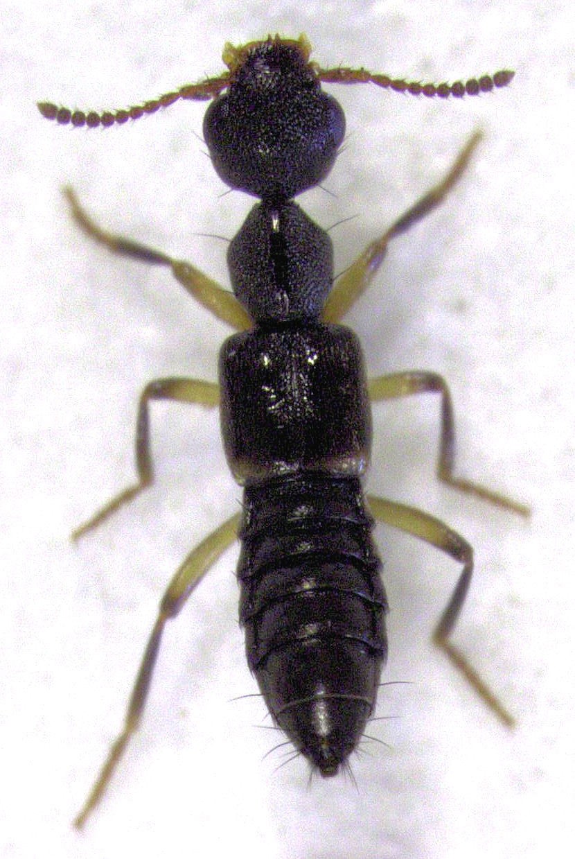 Rugilus (Rugilus)