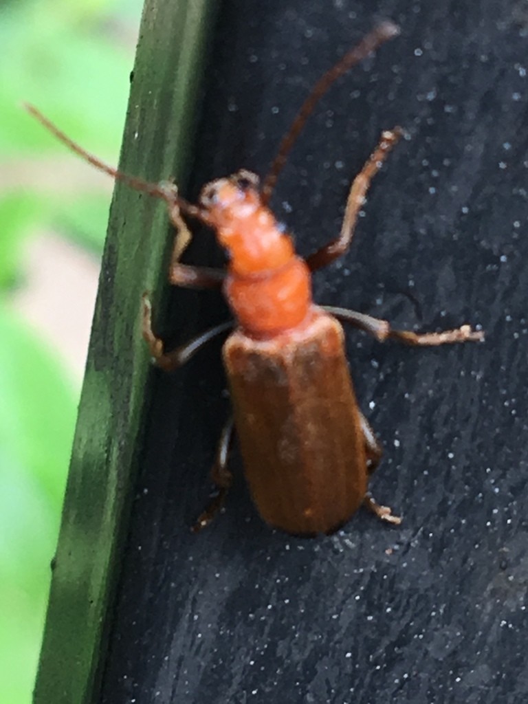 Жук свайный (Nacerdes melanura) - Picture Insect