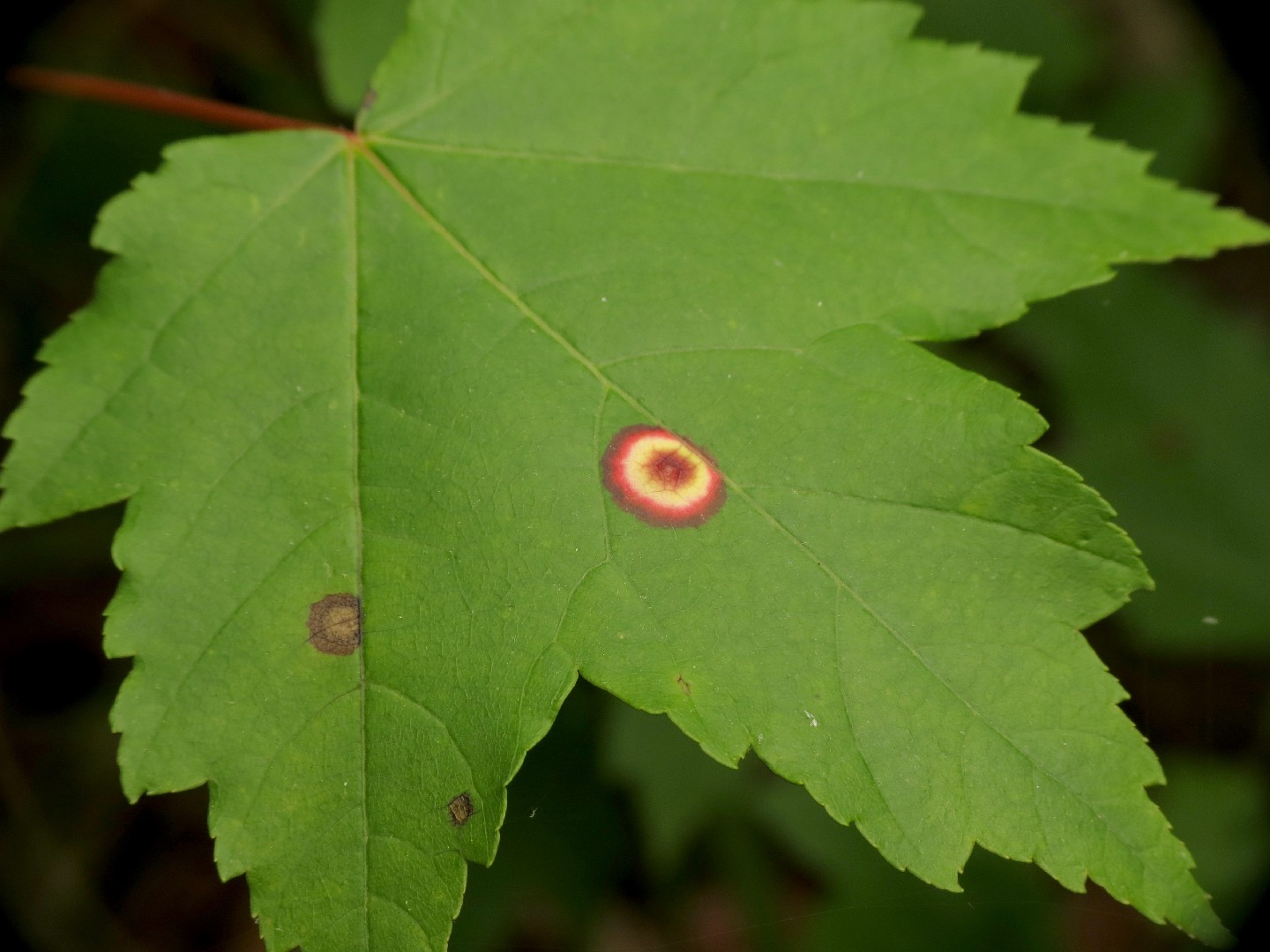 Acericecis (Acericecis)