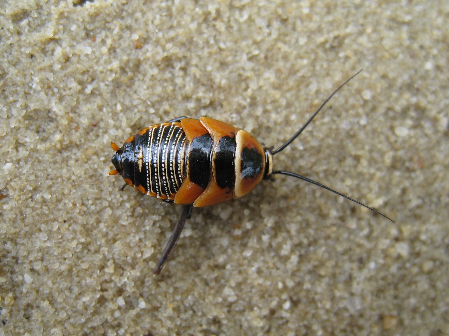 Supella longipalpa (Supella longipalpa) - Picture Insect