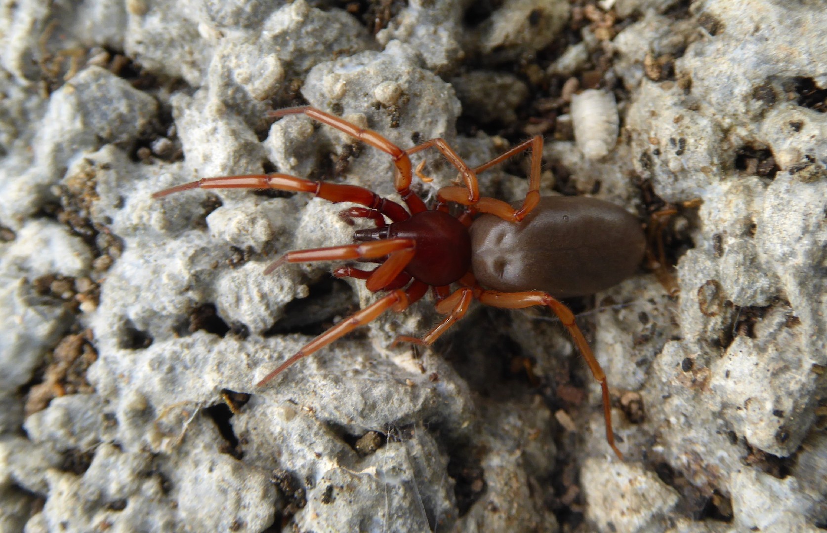 Dysdera crocata (Dysdera crocata) - Picture Insect