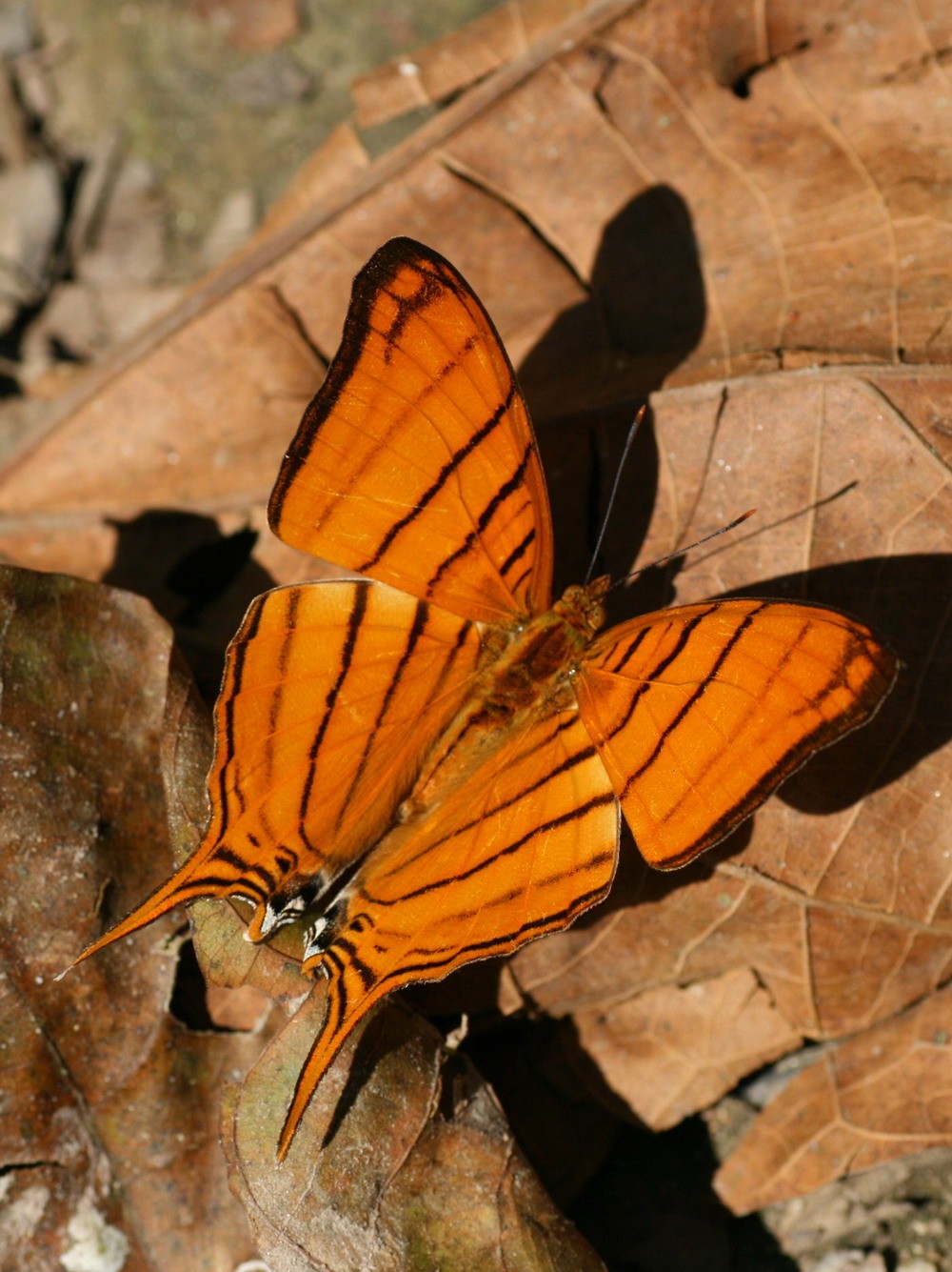 Marpesia (Marpesia)